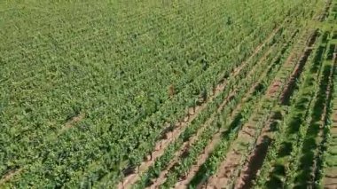 Yazın Alsace Fransa üzümleri ve ağaçları. Üzüm bağları üzerinde uçan, sıra sıra büyüyen üzüm ağaçları, hava aracı manzaralı. Fransa 'da güzel üzüm bağları