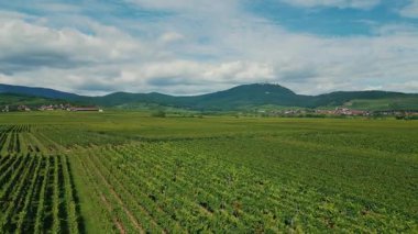 Fransa 'nın Alsace kentindeki yaz üzüm bağları üzerinde uçuş, arka planda dağlar, hava manzarası. Tarlalarda yetişen yeşil üzüm ağaçları