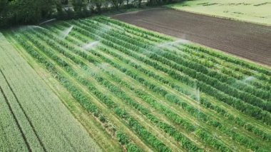 Otomatik sulama sistemi meyve tarlasına su püskürtüyor. Su sulama sistemiyle sulanan yeşil elma ağaçları. Yeşil tarım alanındaki meyve bitkilerini sulamak