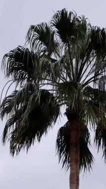 Rüzgarda sallanan palmiye ağacı gri bulutlu gökyüzüne karşı. Dikey video
