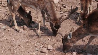 Doğal parklarda beslenen küçük kahverengi geyikler, yaklaşın. Dikey video