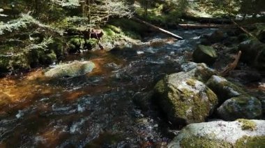 Temiz nehri olan güzel yeşil orman. Dağ nehri, yeşil orman ağaçları arasında akan kayalar ve akıntılar. Vahşi doğa. Doğa manzarası
