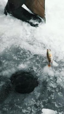 Adam buz deliğinde balık yakaladı, yakın çekim. Karda küçük levrek balığı. Balıkçılar buz deliğinden balık çıkarır. Dikey video