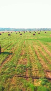 Yeşil çimlerle kaplı saman yığınları. Büyük tarlada saman ruloları. Tarım çiftliğindeki saman yığınları. Saman yığınlarını balyalar. Dikey video