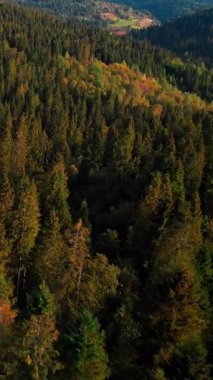 Sonbaharda çam ağacı ormanı olan Karpat dağları. Tepeli Spruce Ormanı 'nın hava aracı görüntüsü. Dikey video