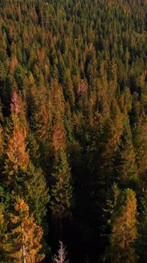 Karpatya dağlarındaki yeşil çam ağaçlarının hava aracı görüntüsü. Sarı ve yeşil ağaç dallarının üzerinden uçuyorlar. Dikey video