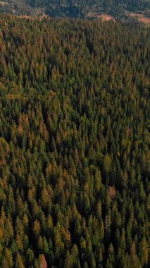 Karpat Dağları 'nın inanılmaz manzarası. Yüksek dağ tepeleri olan yeşil ağaç ormanlarının insansız hava aracı görüntüsü. Çam ormanının üzerinde uçuyor. Dikey video