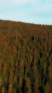 Karpat dağlarında güzel bir sonbahar çam ağacı ormanı. Sonbaharda ağaçların tepesinde uçan bir dron. Dikey video