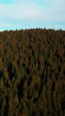 Açık mavi gökyüzüne karşı yeşil ağaç üst dalları, hava manzarası. Güneşli bir günde çam ağaçlarının üzerinde renkli sonbahar yapraklarıyla uçmak. Dikey video