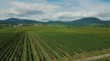 Alsace France 'da güzel üzüm bağlarının panoramik manzarası. Yaz mevsiminde yeşil üzüm ağaçları ve arka planda dağlar olan meyve çiftliklerinin hava drone görüntüsü