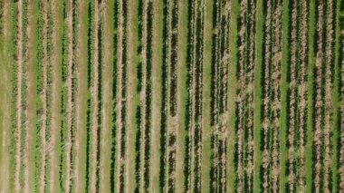 Büyüyen üzüm ağaçlarının en üst görüntüsü. Yaz güneşli bir günde Alsace, Fransa 'da yeşil üzüm bağları