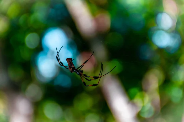 Small Wild Tropical Spider His Web Front Bokeh — Stock Photo, Image