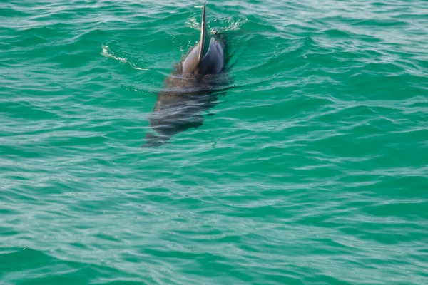 Single Dolphin in Ocean