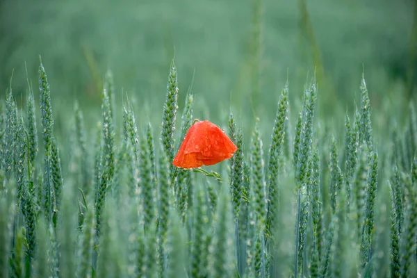 Coquelicot rouge unique dans le champ vert — Photo