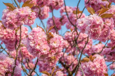 Yumuşak pembe kiraz, sakura çiçeklerine bak.