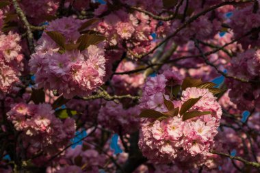 Pembe sakura, gölgelerde kiraz çiçekleri