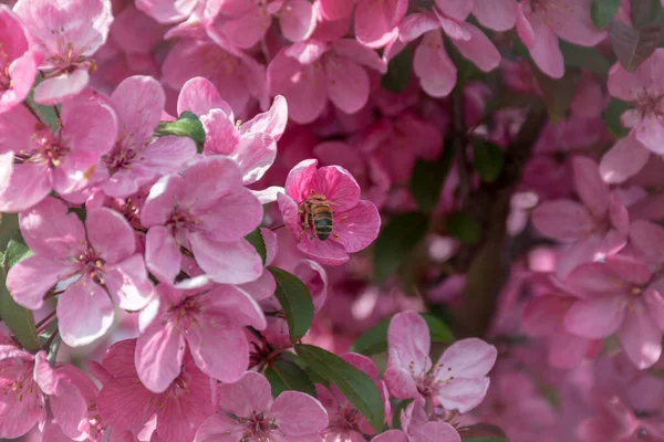 Pink sakura flowers and small bee inside of one of the flowers