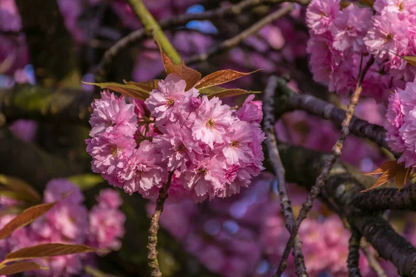 View on sakura pink flowers through the tree branches