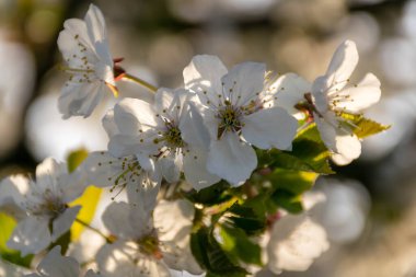 Sabah beyaz kiraz çiçeği açar.