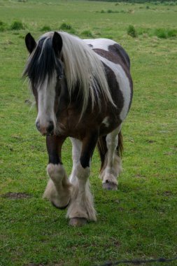 Kahverengi ve beyaz at yeşil alanda