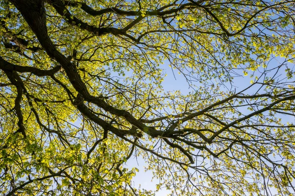 Look up on Tree and blue Sky