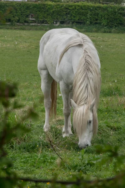 Beyaz at ot yiyor. — Stok fotoğraf