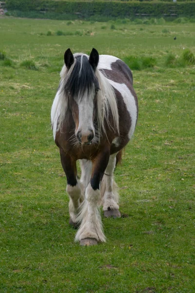 Kahverengi ve beyaz at yeşil alanda — Stok fotoğraf