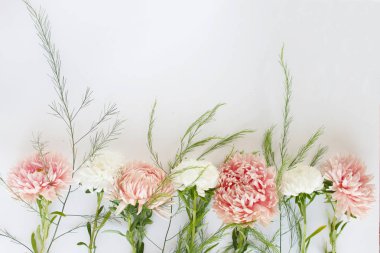 Beyaz izole arka plan üzerinde beyaz ve şeftali Aster