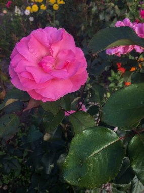 Yaz bahçesinde güzel bir çiçek