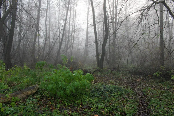 Naturaleza Otoñal Niebla Marchita Llegada Del Frío Mundo Fondo Postal — Foto de Stock