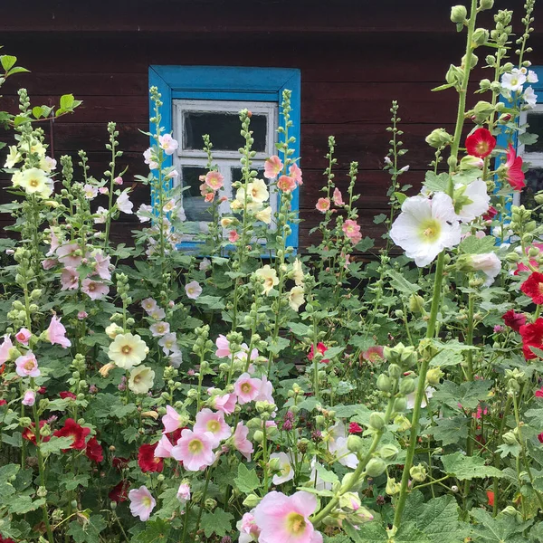 Summer flowers in the garden