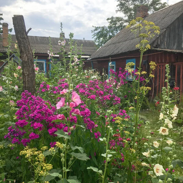 Summer flowers in the garden