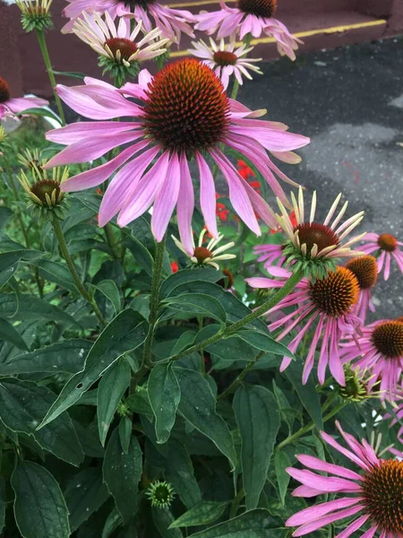 Pink Echinacea flowers grow in a flower bed, varieties and plant care