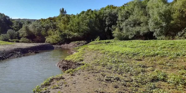 Κοίτη Του Ποταμού Κοντά Στο Καταπράσινο Δάσος — Φωτογραφία Αρχείου