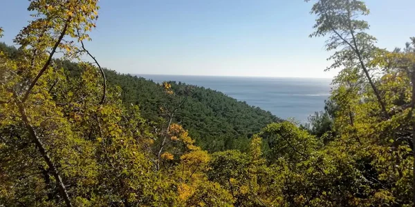 Ormandan gelen deniz manzaralı