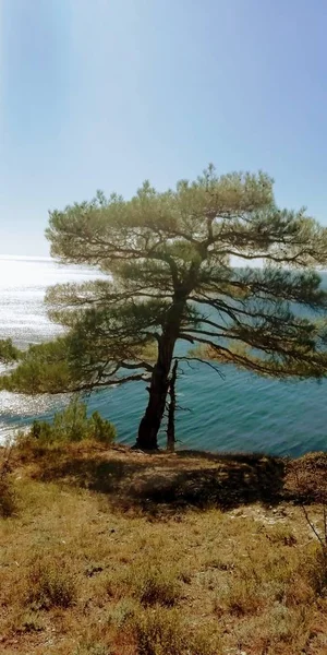 Pitsund dağın, sahil, güneşli havalarda yakınındaki çam