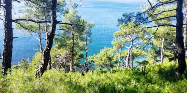 Çam ormanı, deniz (doğal renk)