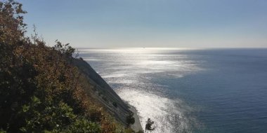 Çam ormanı deniz kenarında