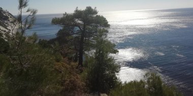 Çam ormanı deniz kenarında