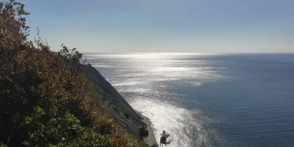 Çam ormanı deniz kenarında