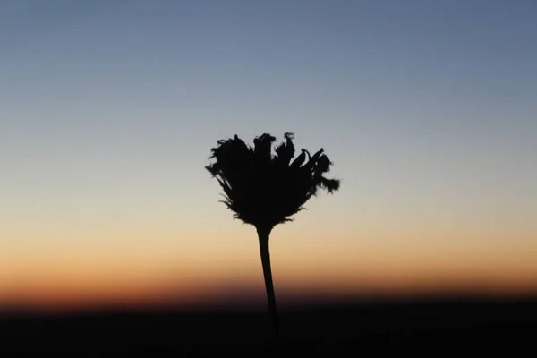 Abstract flower silhouette in shades of sunset