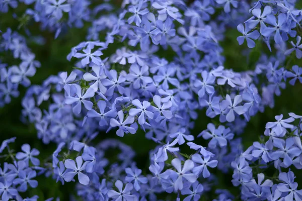 Gyönyörű Lila Virágokkal Bush — Stock Fotó