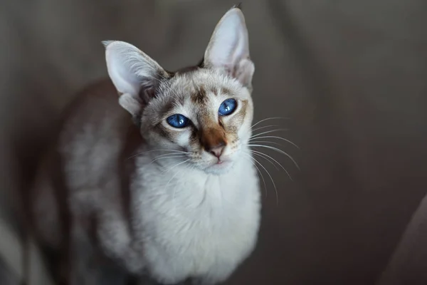 Güzel Poz Kedi Bak — Stok fotoğraf