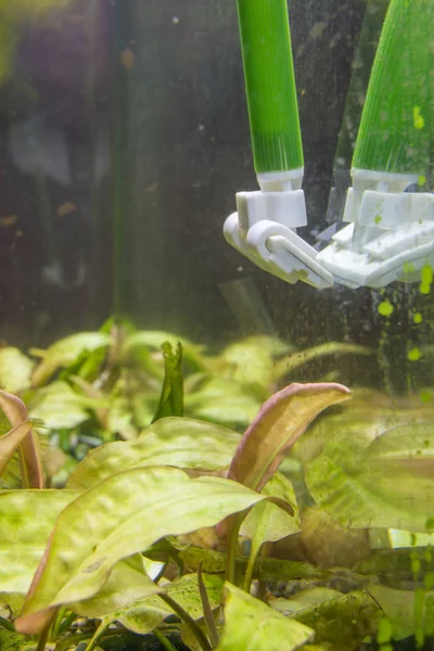 Reiniging Van Het Glas Het Aquarium Van Groene Algenplaque — Stockfoto