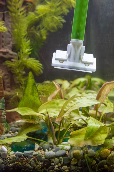 Cleaning Glasses Aquarium Algae Using Scraper — Stock Photo, Image