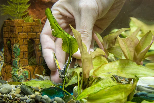 Pinças Corte Antiga Planta Aquário — Fotografia de Stock