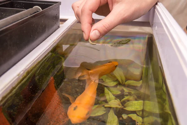 Alimentação Peixes Aquário Com Alimentos Secos Grandes — Fotografia de Stock