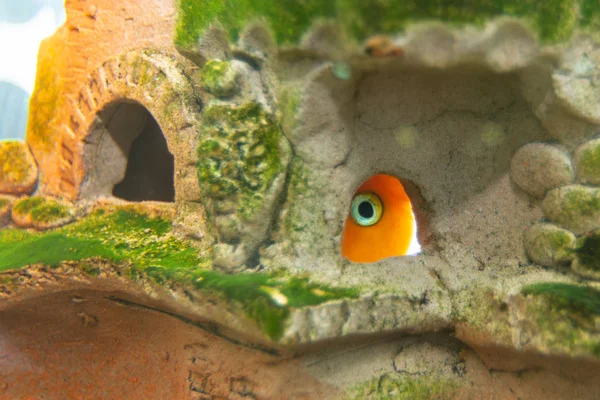 Aquarium fish red parrot hid in a cave — Stock Photo, Image