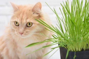 Bir kedi filizlenmiş yulaf kabının yanında oturur.