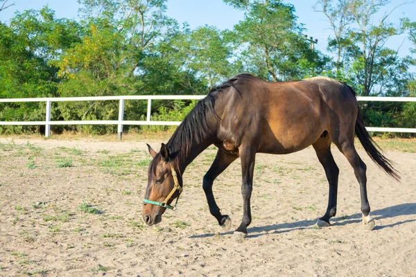 Eenzame Paardenwandelingen Paddock Zonnige Dag — Stockfoto